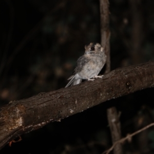 Aegotheles cristatus at Red Hill Nature Reserve - 12 Mar 2024 08:55 PM