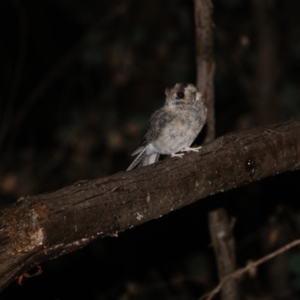 Aegotheles cristatus at Red Hill Nature Reserve - 12 Mar 2024