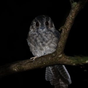 Aegotheles cristatus at Red Hill Nature Reserve - 12 Mar 2024 08:55 PM