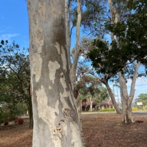 Eucalyptus mannifera subsp. mannifera at Page, ACT - 14 Mar 2024