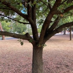 Quercus robur (English Oak) at Page, ACT - 14 Mar 2024 by JohnGiacon