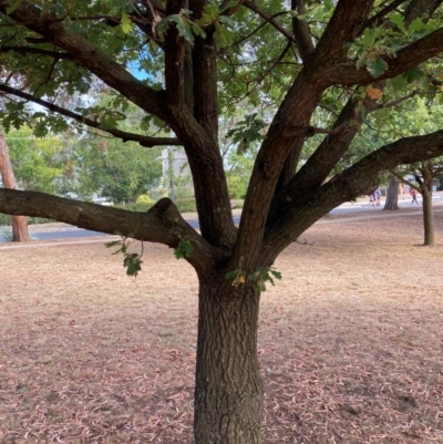 Quercus robur (English Oak) at Page, ACT - 14 Mar 2024 by JohnGiacon