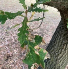 Quercus robur at Page, ACT - 14 Mar 2024
