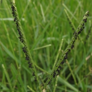 Paspalum distichum at Umbagong District Park - 9 Mar 2024