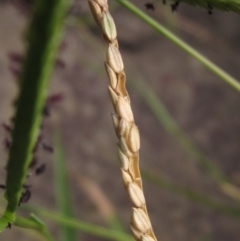 Paspalum distichum at Umbagong District Park - 9 Mar 2024