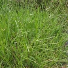 Paspalum distichum at Umbagong District Park - 9 Mar 2024 12:48 PM