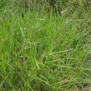 Paspalum distichum at Umbagong District Park - 9 Mar 2024