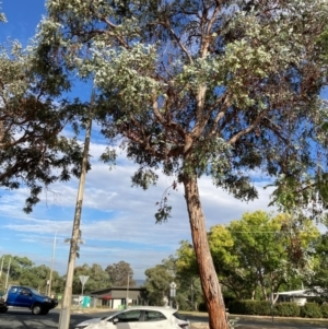 Eucalyptus cinerea at Page, ACT - 14 Mar 2024
