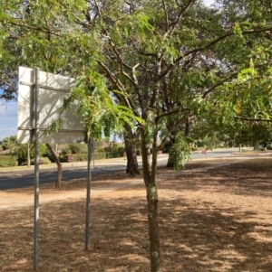 Gleditsia triacanthos at Page, ACT - 14 Mar 2024