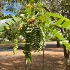 Gleditsia triacanthos at Page, ACT - 14 Mar 2024