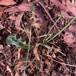 Hypochaeris radicata at Page, ACT - 14 Mar 2024 09:26 AM