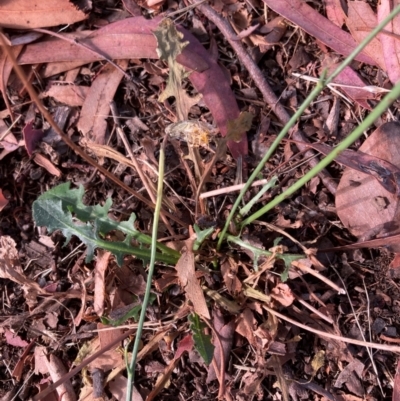 Hypochaeris radicata (Cat's Ear, Flatweed) at Page, ACT - 13 Mar 2024 by JohnGiacon