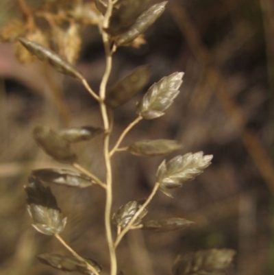 Eragrostis cilianensis (Stinkgrass) at Blue Devil Grassland, Umbagong Park (BDG) - 9 Mar 2024 by pinnaCLE