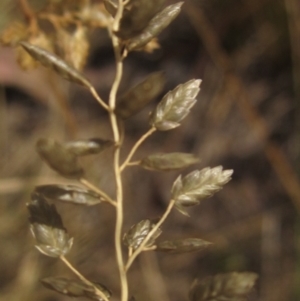 Eragrostis cilianensis at Blue Devil Grassland, Umbagong Park (BDG) - 9 Mar 2024