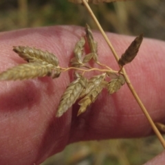 Eragrostis cilianensis at Blue Devil Grassland, Umbagong Park (BDG) - 9 Mar 2024