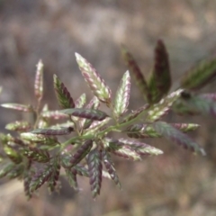 Eragrostis cilianensis at Blue Devil Grassland, Umbagong Park (BDG) - 9 Mar 2024