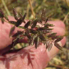 Eragrostis cilianensis at Blue Devil Grassland, Umbagong Park (BDG) - 9 Mar 2024