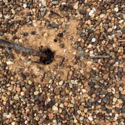 Iridomyrmex purpureus (Meat Ant) at Page, ACT - 14 Mar 2024 by JohnGiacon