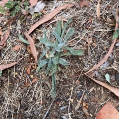 Plantago lanceolata (Ribwort Plantain, Lamb's Tongues) at Page, ACT - 14 Mar 2024 by JohnGiacon