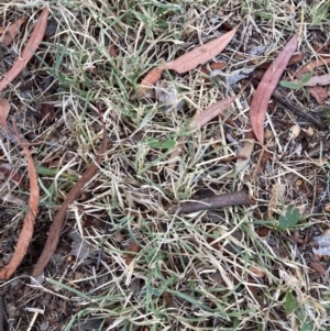 Cynodon dactylon at Page, ACT - 14 Mar 2024 09:40 AM