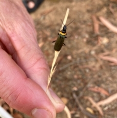 Chauliognathus lugubris (Plague Soldier Beetle) at Page, ACT - 14 Mar 2024 by JohnGiacon