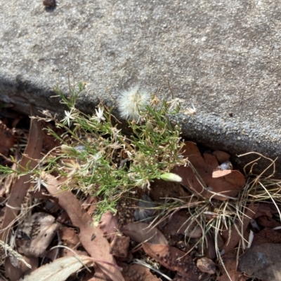 Vittadinia muelleri (Narrow-leafed New Holland Daisy) at Scullin, ACT - 14 Mar 2024 by JohnGiacon
