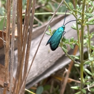 Pollanisus (genus) at Namadgi National Park - 13 Mar 2024