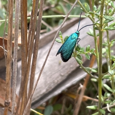 Pollanisus (genus) (A Forester Moth) at Rendezvous Creek, ACT - 13 Mar 2024 by nathkay