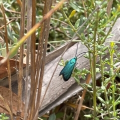 Pollanisus (genus) at Namadgi National Park - 13 Mar 2024