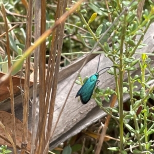 Pollanisus (genus) at Namadgi National Park - 13 Mar 2024