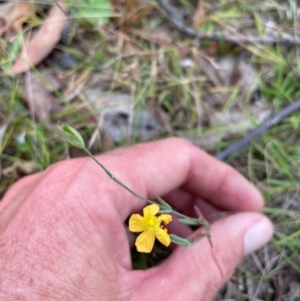 Hypericum gramineum at Namadgi National Park - 13 Mar 2024 01:58 PM