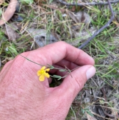 Hypericum gramineum at Namadgi National Park - 13 Mar 2024 01:58 PM