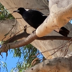 Gymnorhina tibicen (Australian Magpie) at Page, ACT - 14 Mar 2024 by JohnGiacon