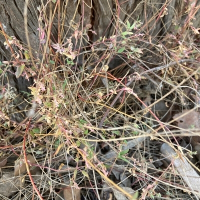Einadia nutans (Climbing Saltbush) at Page, ACT - 14 Mar 2024 by JohnGiacon
