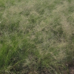 Eragrostis curvula (African Lovegrass) at Holt, ACT - 24 Feb 2024 by pinnaCLE