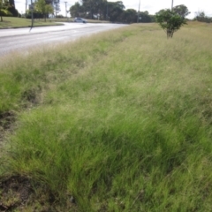 Eragrostis curvula at Holt, ACT - 24 Feb 2024