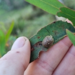 Paropsis aegrota (Eucalyptus Tortoise Beetle) at Bungendore, NSW - 10 Mar 2024 by clarehoneydove