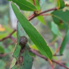 Paropsis aegrota at QPRC LGA - suppressed