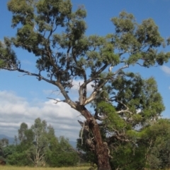 Eucalyptus melliodora (Yellow Box) at Holt, ACT - 24 Feb 2024 by pinnaCLE