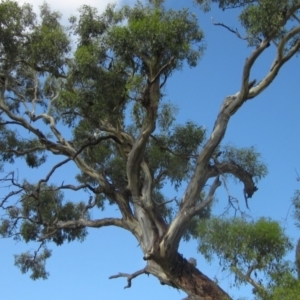 Eucalyptus melliodora at Holt, ACT - 24 Feb 2024 08:39 AM