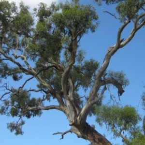 Eucalyptus melliodora at Holt, ACT - 24 Feb 2024