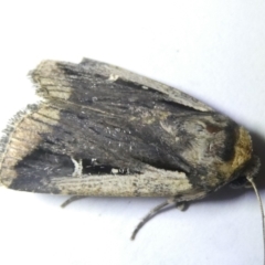 Proteuxoa tortisigna (Streaked Rictonis Moth) at Emu Creek Belconnen (ECB) - 13 Mar 2024 by JohnGiacon