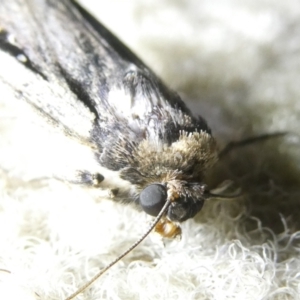 Proteuxoa tortisigna at Emu Creek Belconnen (ECB) - 13 Mar 2024