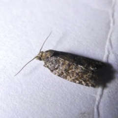 Isochorista panaeolana (A Tortricid moth) at Belconnen, ACT - 13 Mar 2024 by JohnGiacon