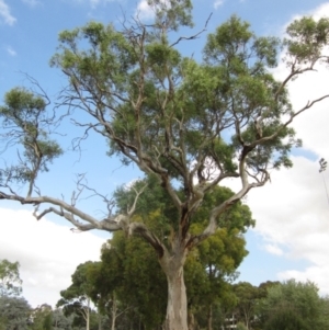 Eucalyptus blakelyi at Higgins, ACT - 27 Feb 2024 02:45 PM