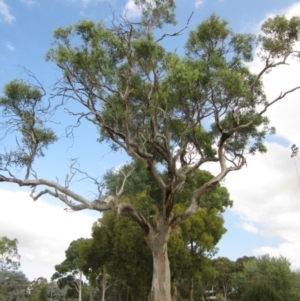 Eucalyptus blakelyi at Higgins, ACT - 27 Feb 2024