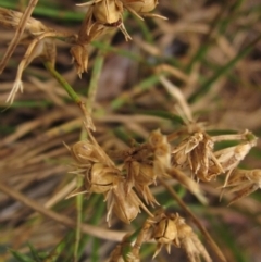 Juncus homalocaulis (A Rush) at Higgins, ACT - 27 Feb 2024 by pinnaCLE