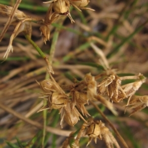 Juncus homalocaulis at Higgins, ACT - 27 Feb 2024 02:55 PM