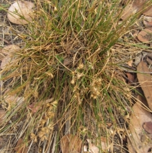 Juncus homalocaulis at Higgins, ACT - 27 Feb 2024 02:55 PM