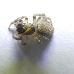 Maratus griseus at Emu Creek Belconnen (ECB) - 13 Mar 2024